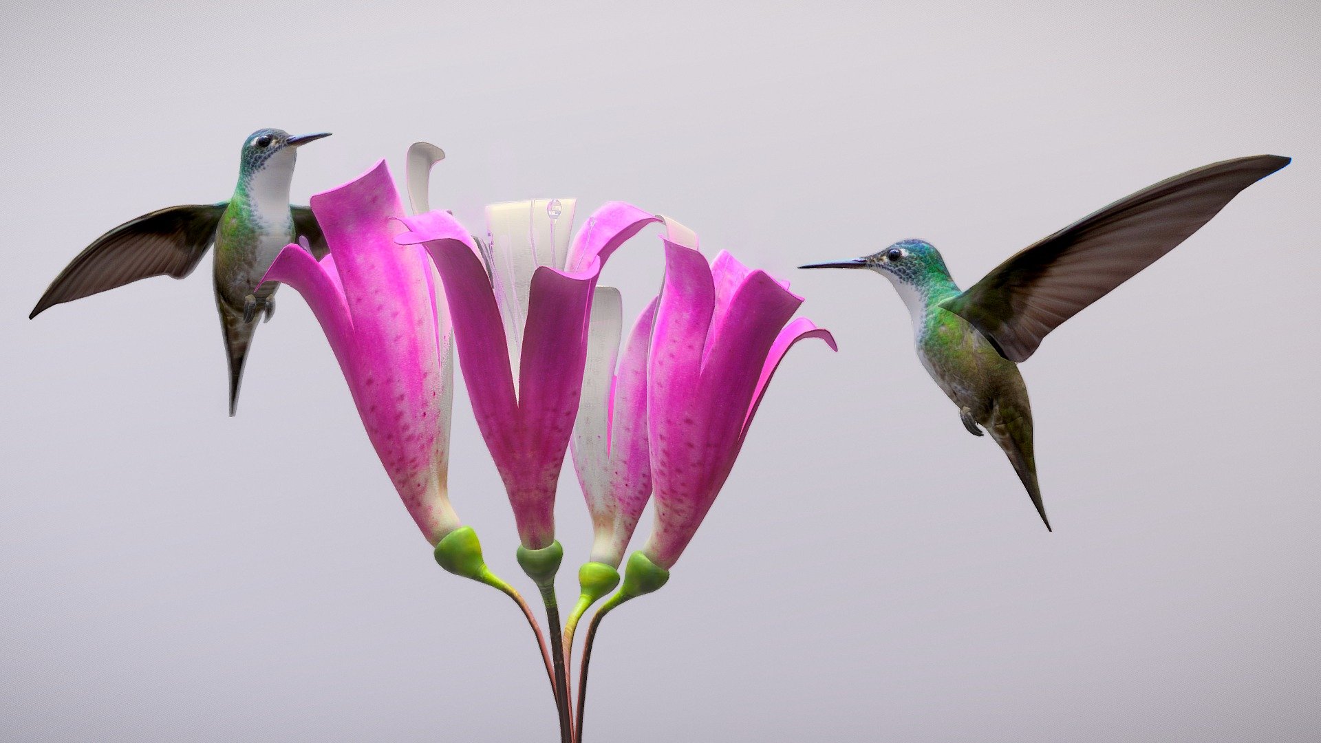 Hummingbirds And Flowers Buy Royalty Free 3d Model By 3dee Mellydeeis 3f2bad0 Sketchfab