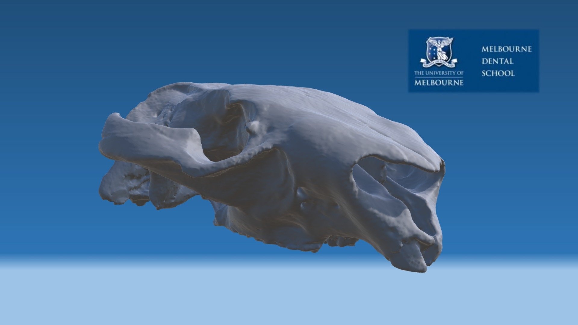 Wombat Skull (4)