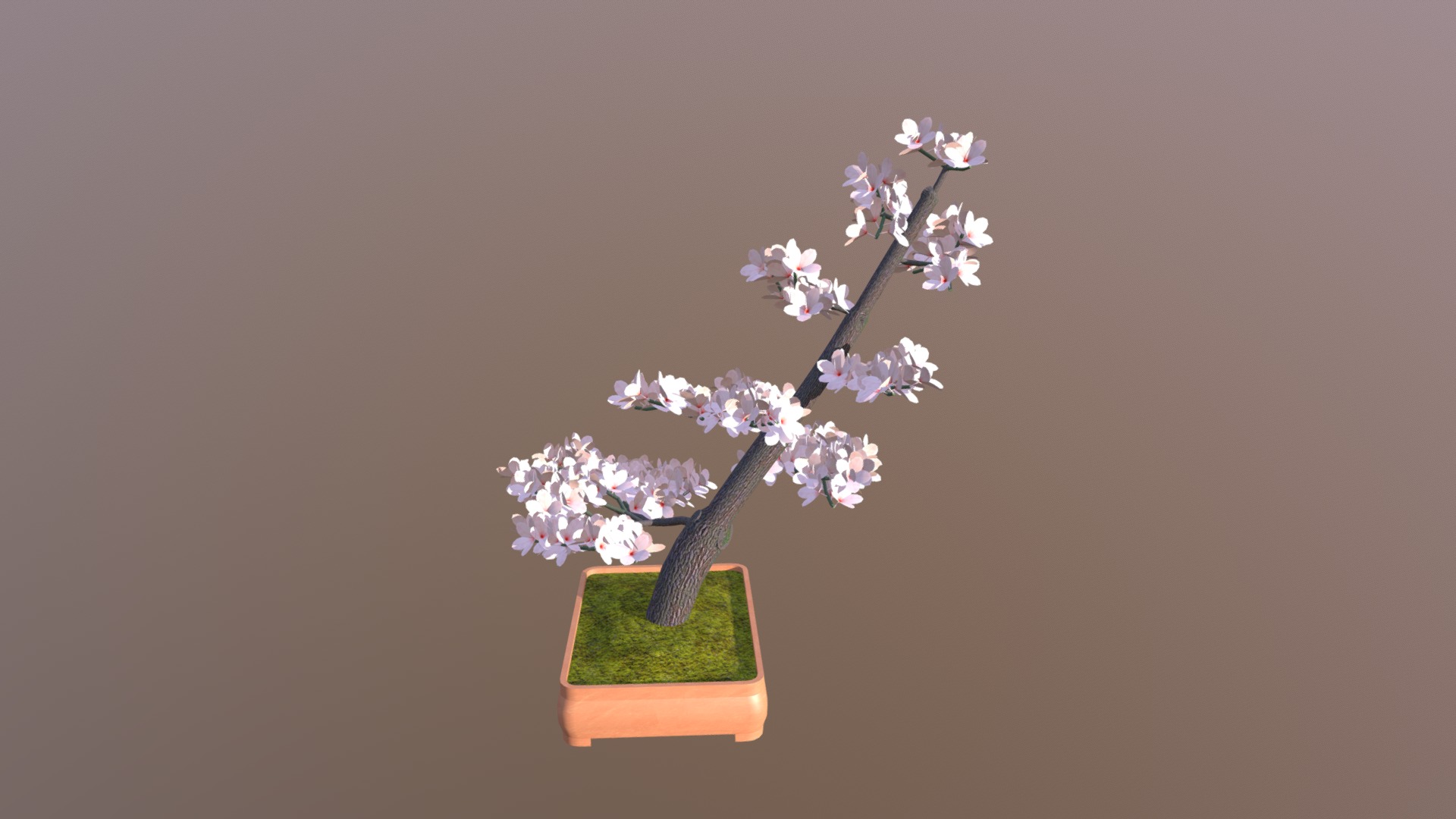 3D model Slanting - This is a 3D model of the Slanting. The 3D model is about a small tree with white flowers.
