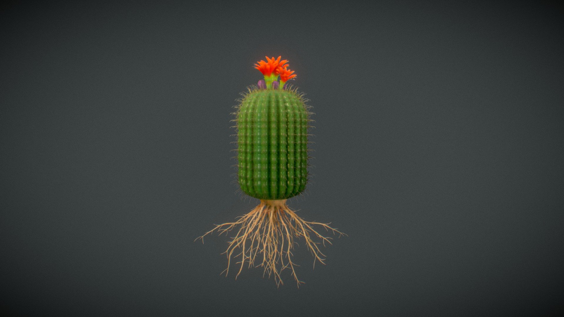 Cactus