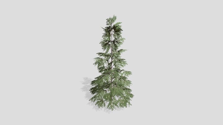 Fir tree – Modello 3D gratuito STL