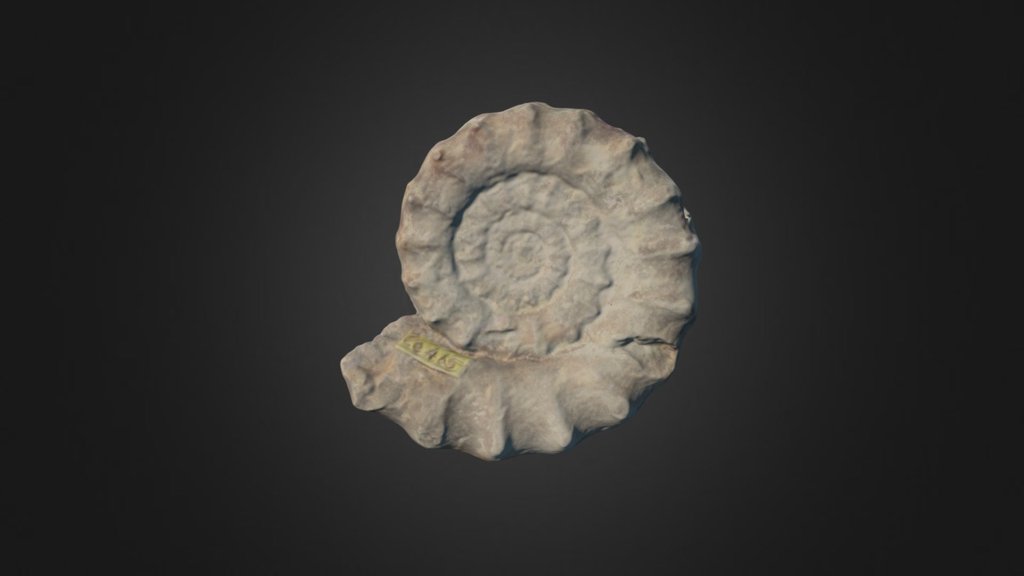 Xipheroceras ziphus - 3D model by timastrop [3f3ab00] - Sketchfab