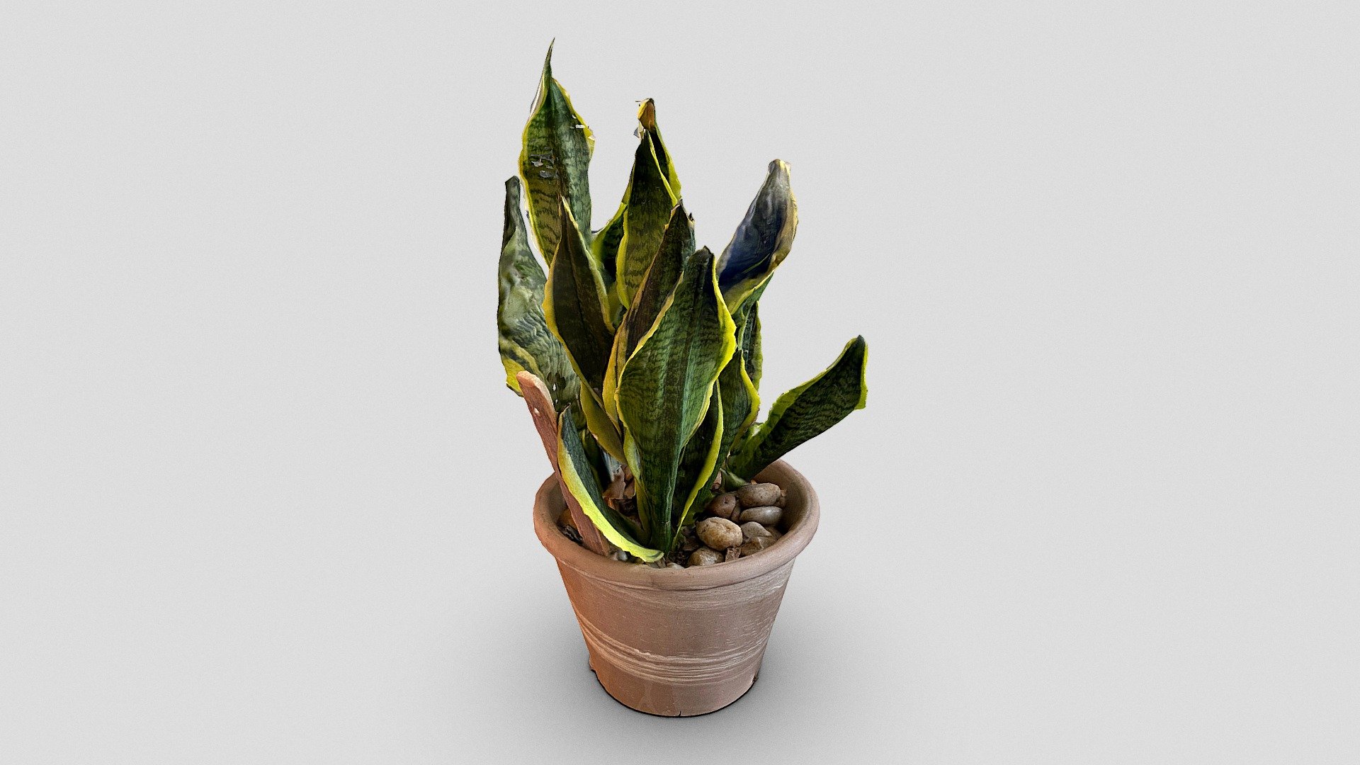 home-home-garden-sansevieria-variegated-plant-golden-hahnii