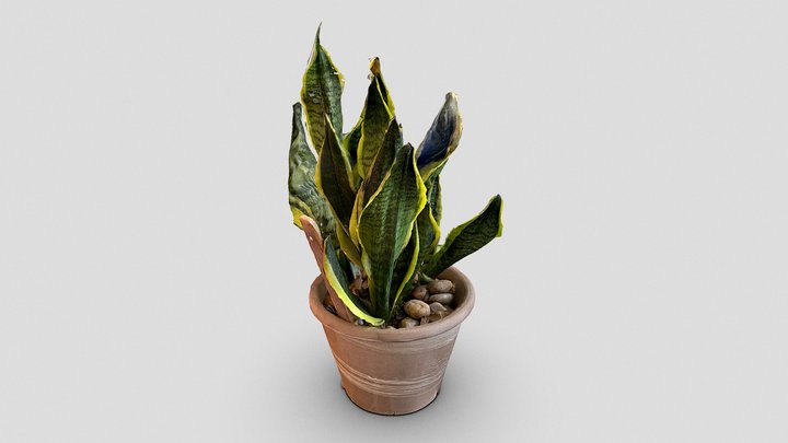 Day 178: Snake Plant – Modèle 3D gratuit STL