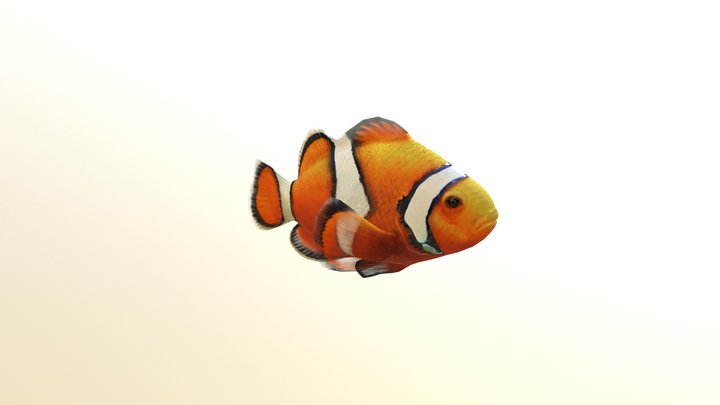 Percula Clownfish 3D Model