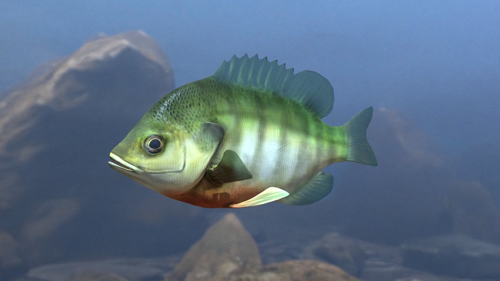Model 70A - Bluegill