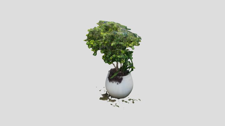 Vase Plant 3D Model