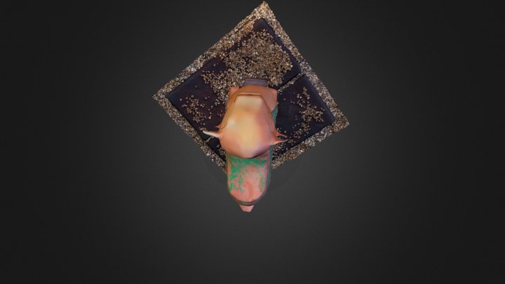 turtle 3D Model