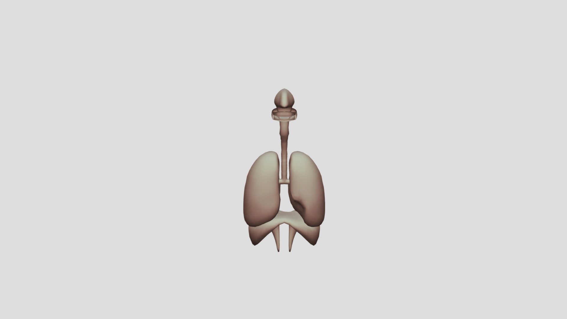 any-conv-com-human-respiratory-system-review