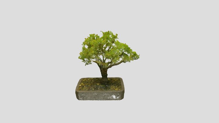 Bonsai_ Tree_3 – Free 3D Model STL