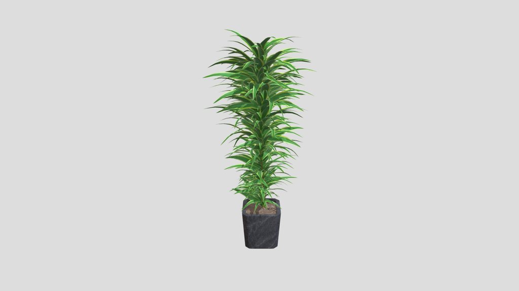 Dracaena_in_Pot_aa73af48-c951-4a1c-a9d7-5bb47a0b