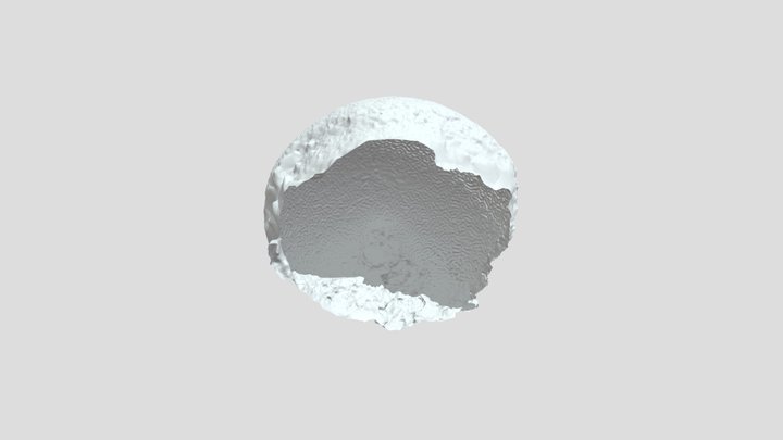 Grooved Brain, Diploria labyrinthiformis 3D Model
