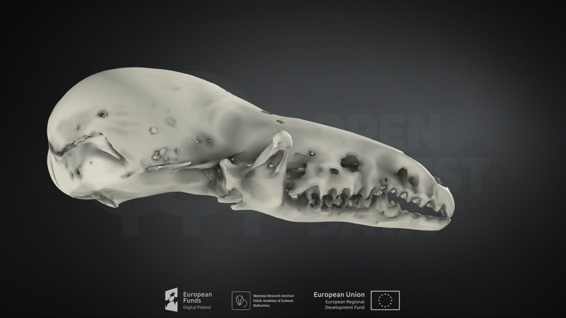 Sorex caecutiens (Laxmann's shrew)
