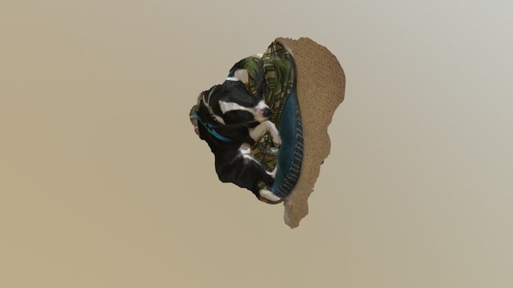 Our dog Boomer 3D Model