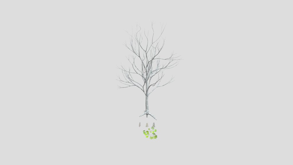 Chestnut Tree With Flowers
