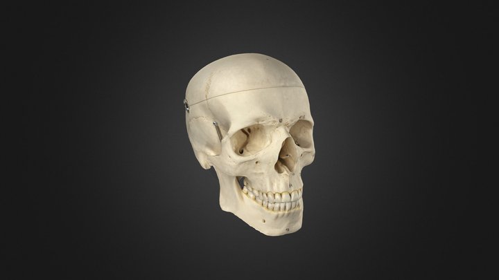 Skull NUM-001 3D Model