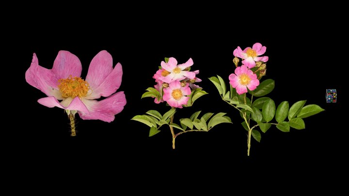 ツクシイバラ 🌸 Tsukushi Rose, R. m. var. adenochaeta 3D Model