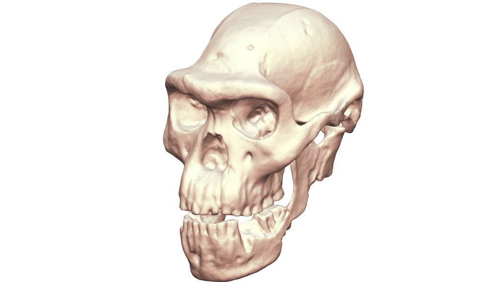 Dmanisi Skull 5 D4500 Complete