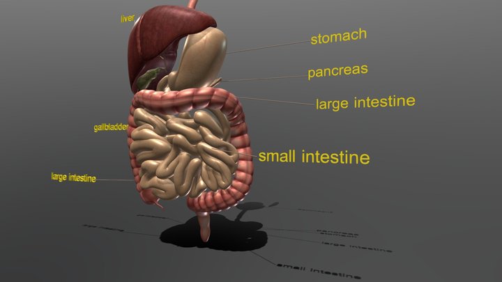 small intestine model anatomy