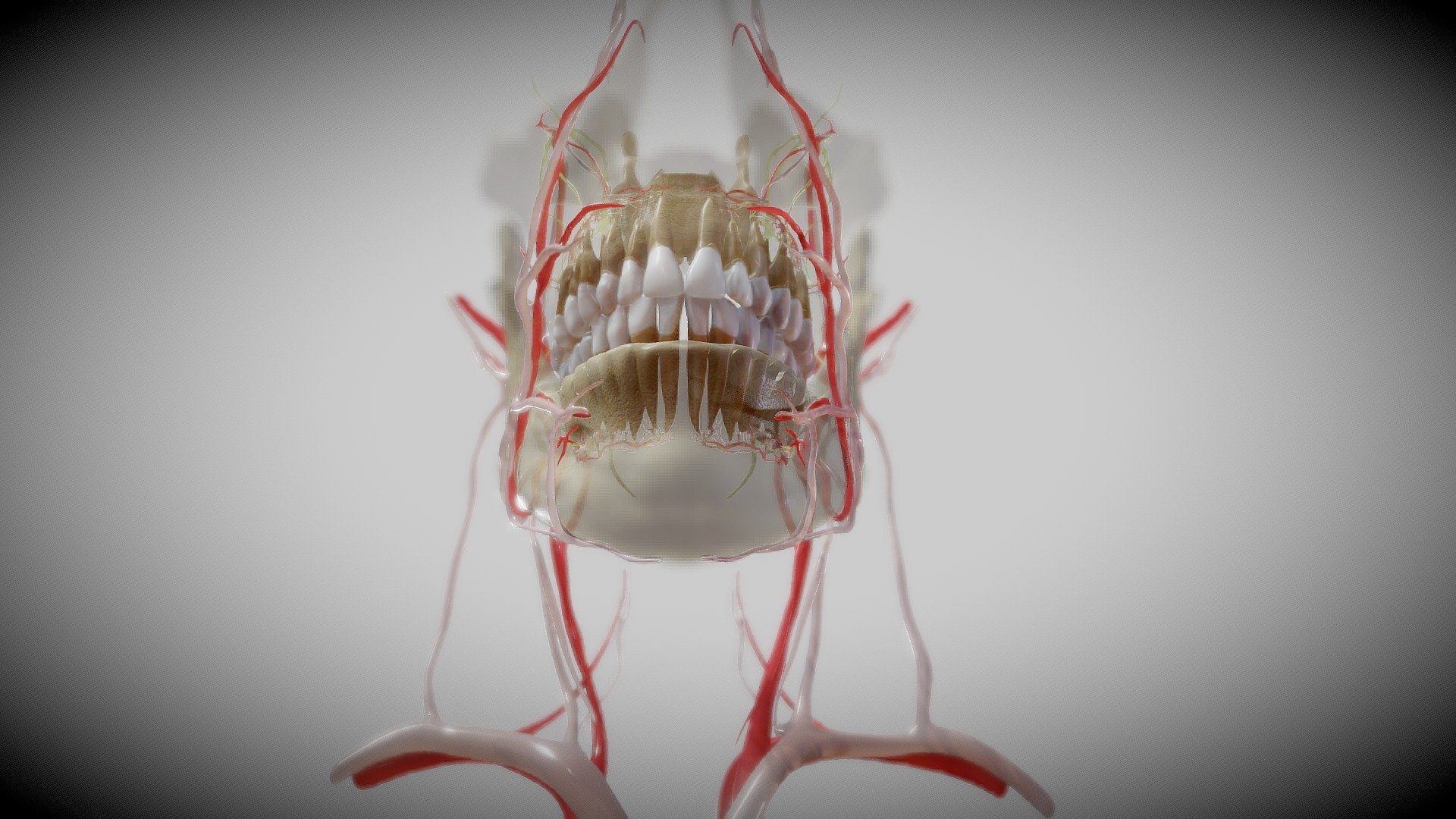 Orofacial anatomy with blood and nerve supply - Buy Royalty Free 3D model  by Ebers [3f5afc9] - Sketchfab Store
