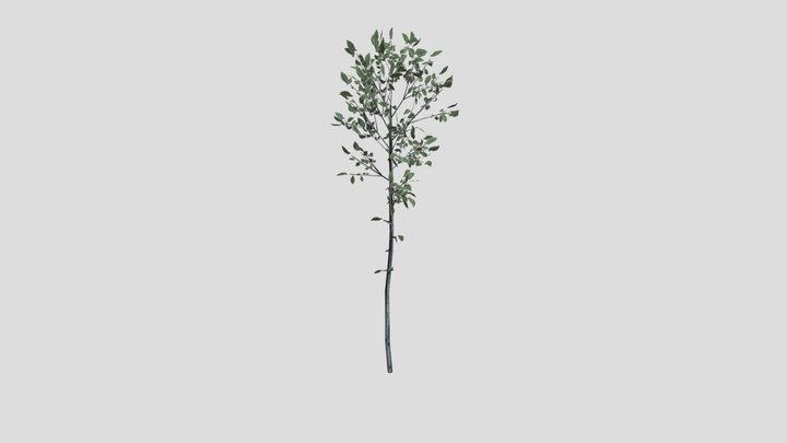 TREE 3D Model