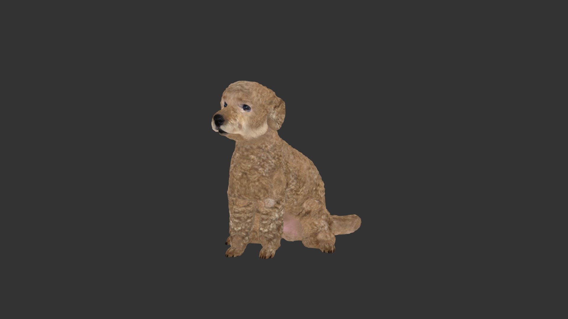 Toy Poodle 3d Model By Monostudio Monostudio 3f5f5e4