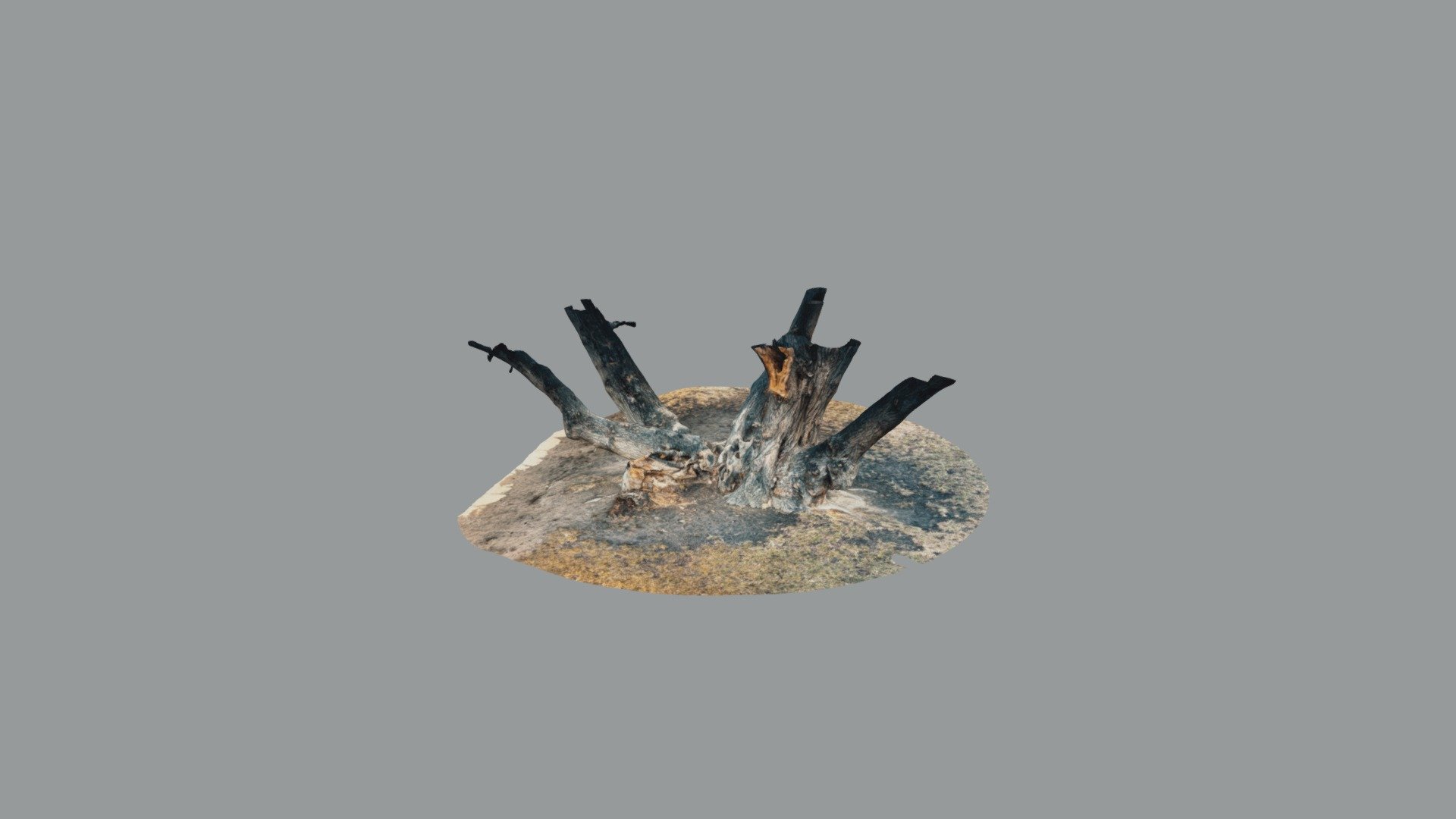 Remarkable but degraded multistem tree, Stromov…