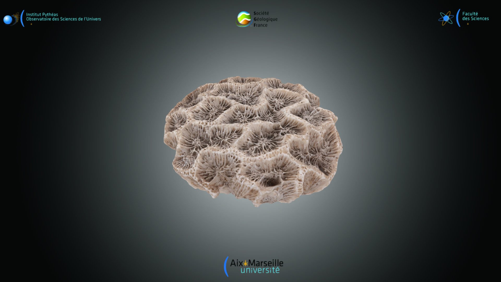 Cnidaire - Favites sp.