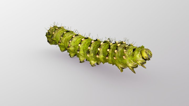 Emperor Moth Caterpillar