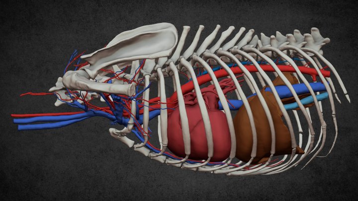 Peri-cordial vessels of a dog 3D Model