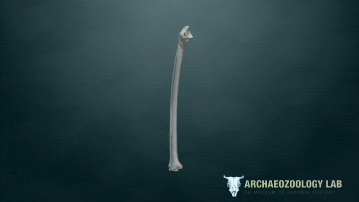 CUMNH Archaeozoology Collections - Macaw Ulna 3D Model