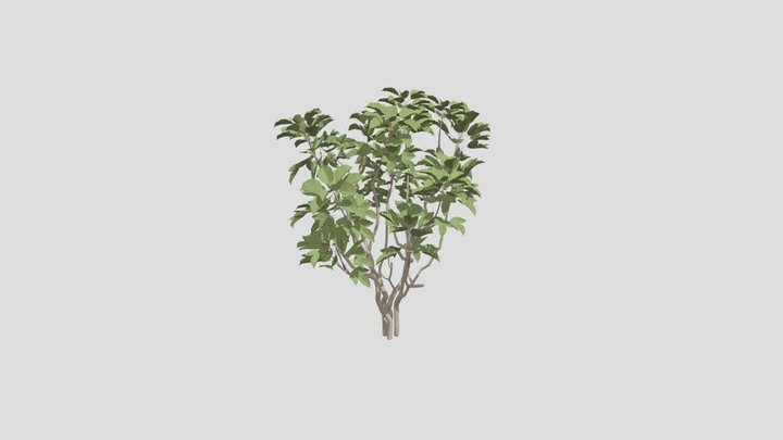 Dendropanax trifidus 3D Model