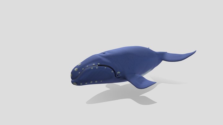 Baleine Franche / Right Whale 3D Model