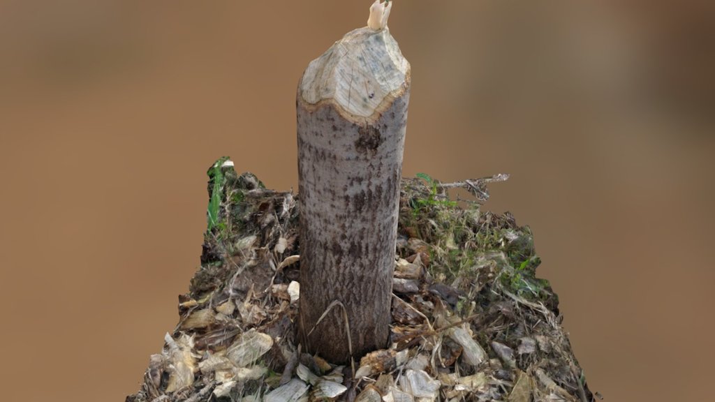 Beaver-cut Birch