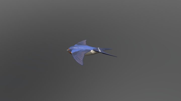 Barn Swallow Second Texture Pass 3D Model