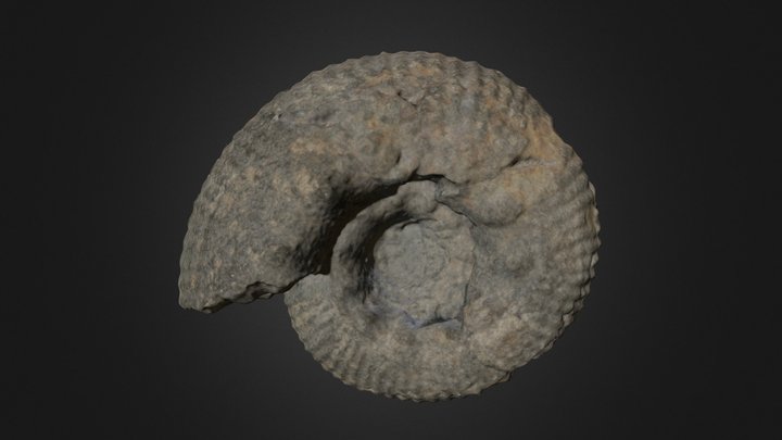 Ammonite Zemistephanus charlottensis(?) 3D Model