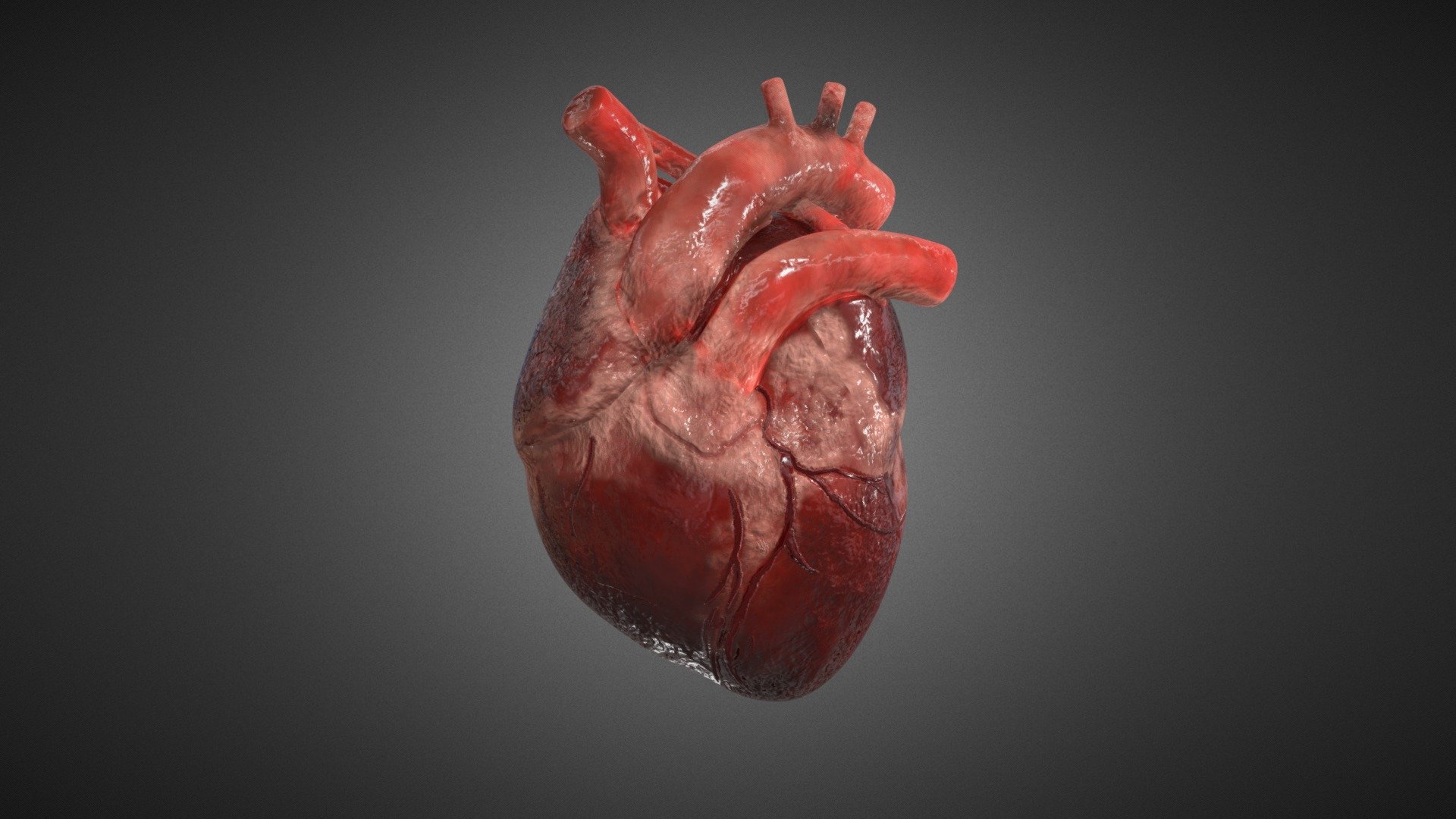 Realistic Human Heart - Download Free 3D model by neshallads