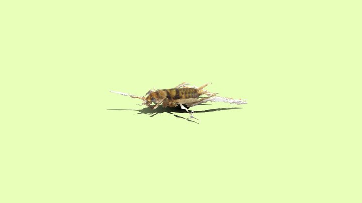 Grillo_Sketchfab