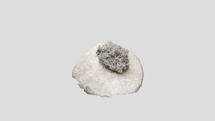 Lichen 3D Model