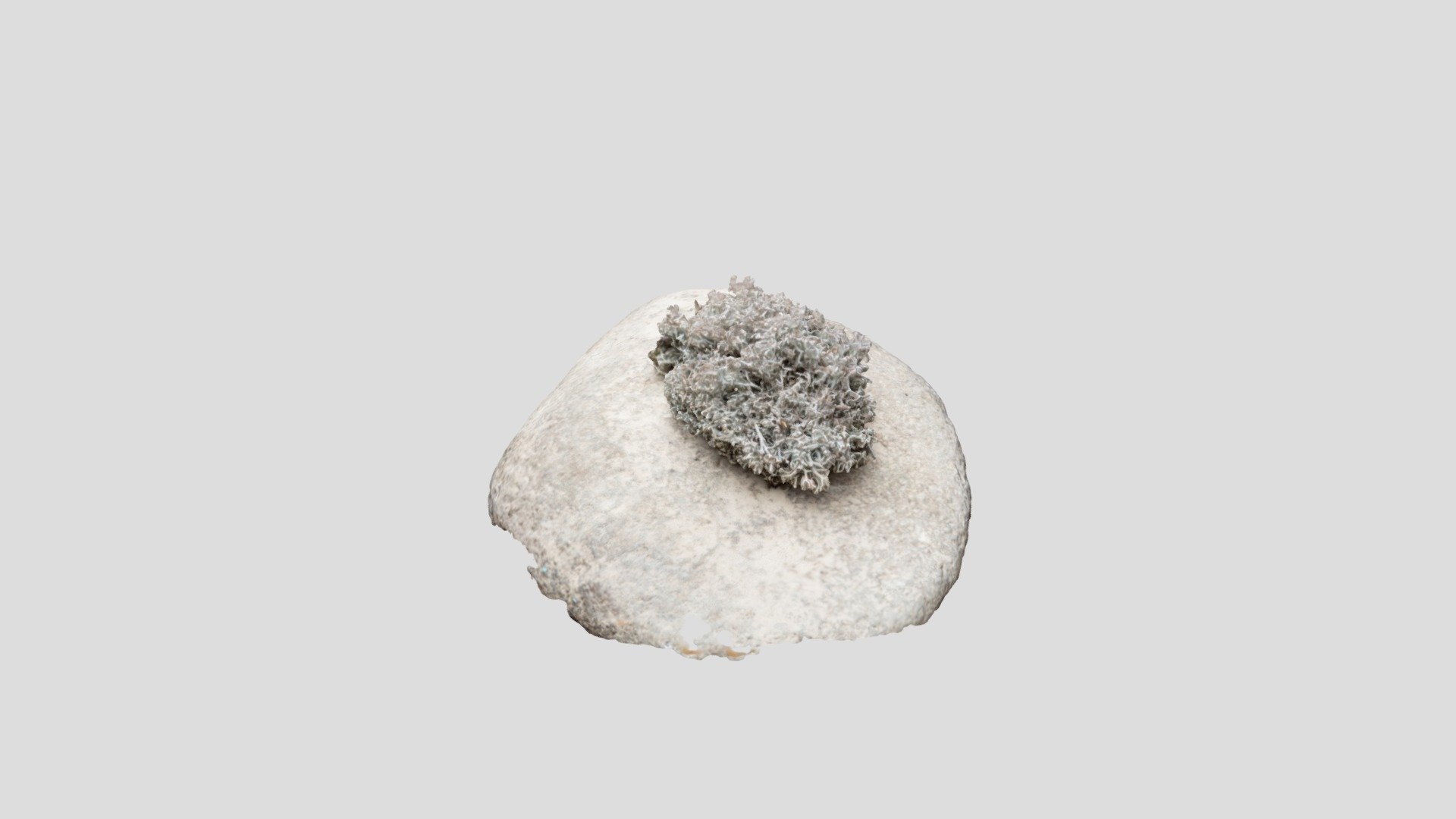 Lichen — Sketchfab embed 3D viewer