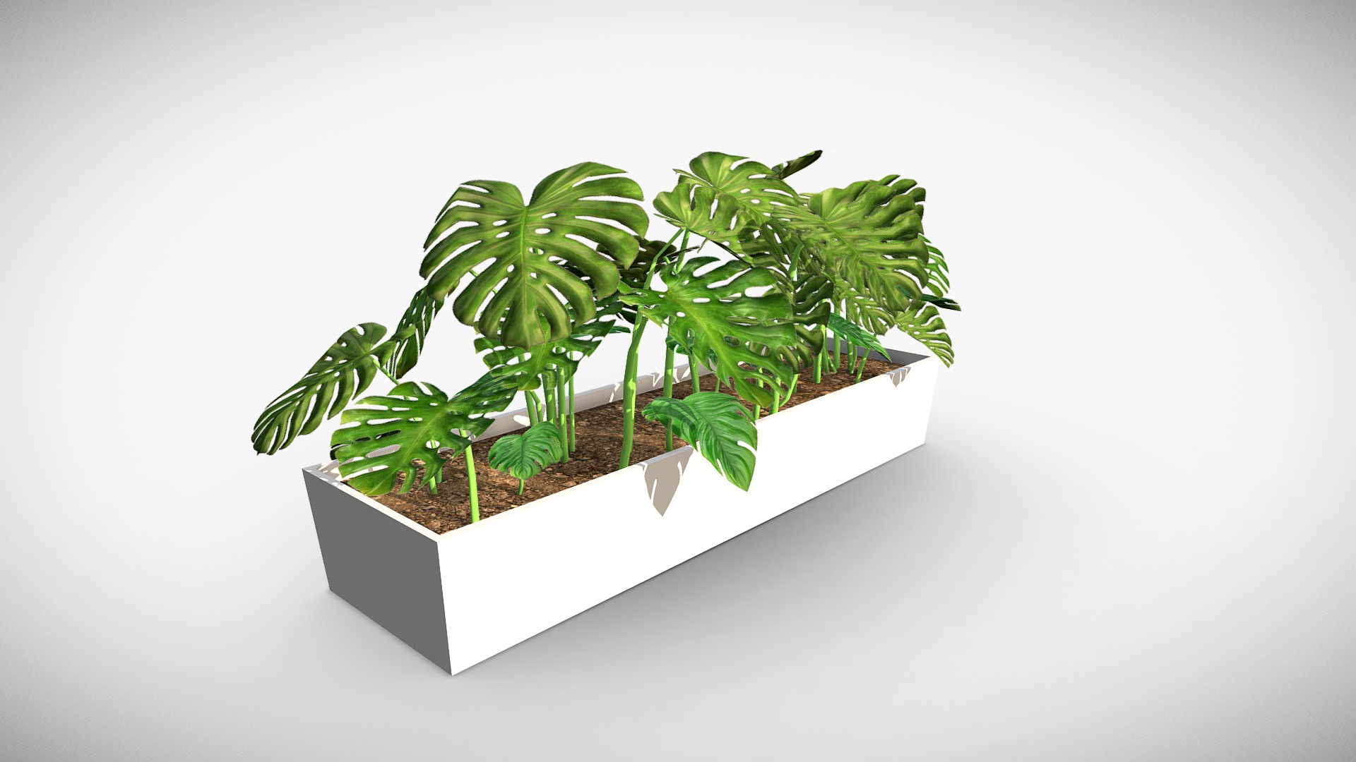 3D model Monstera deliciosa-2 low poly - This is a 3D model of the Monstera deliciosa-2 low poly. The 3D model is about a plant in a box.