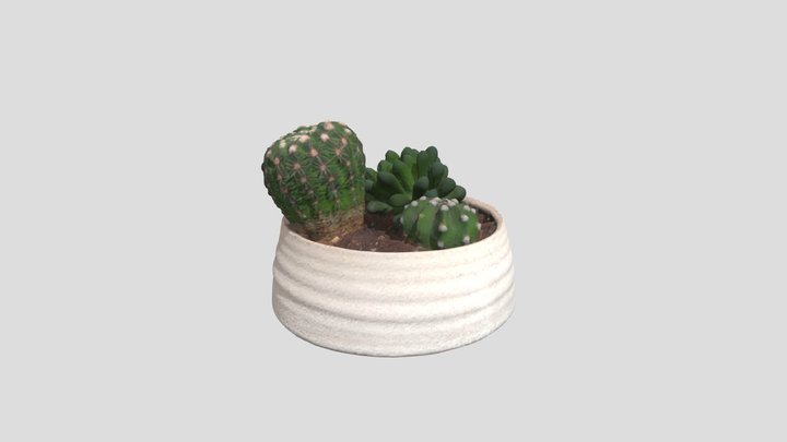 Potted Cactus 3D Model