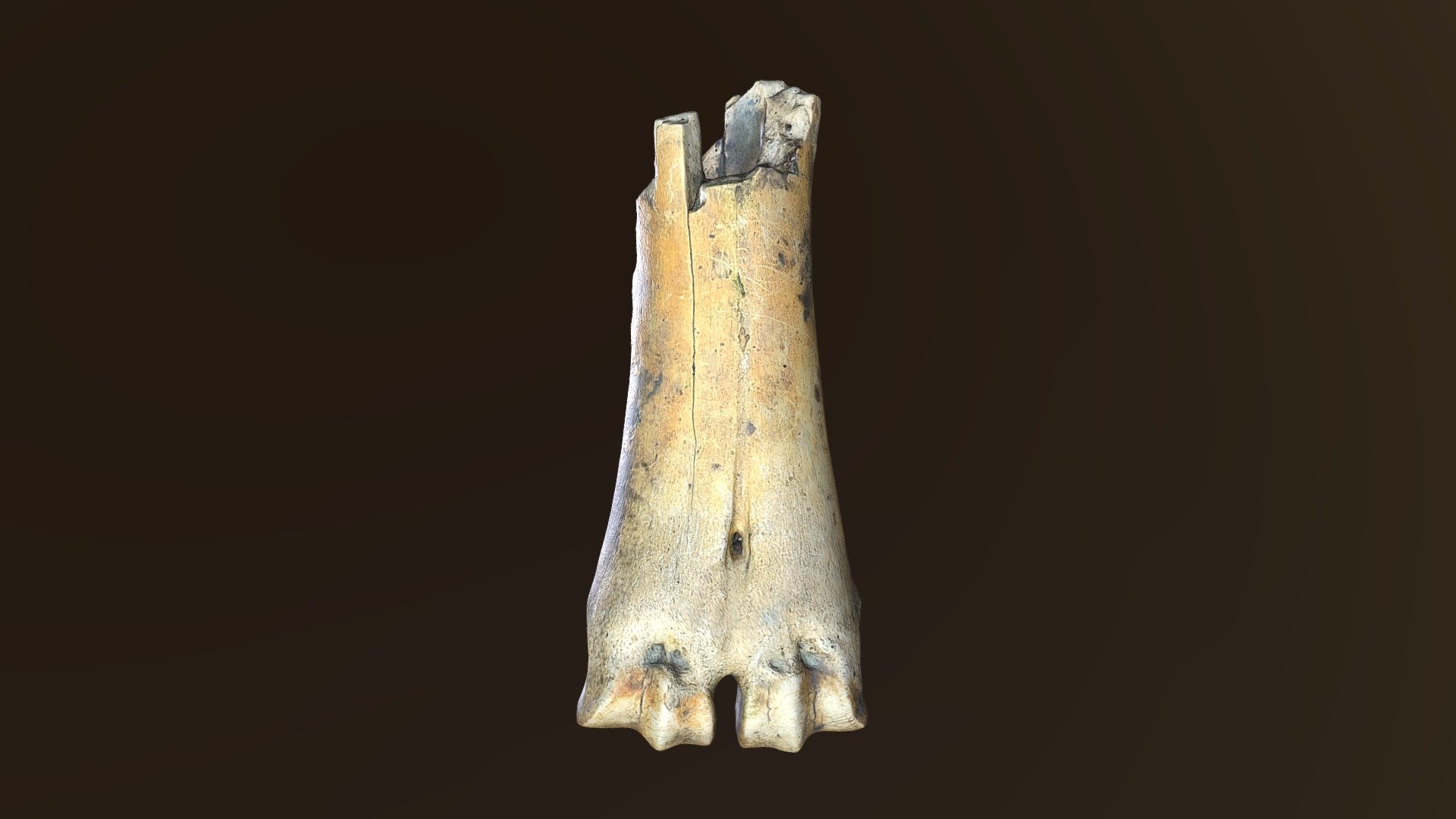 Partial Cow Metacarpal Bone - Buy Royalty Free 3D model by MADD Designs ...