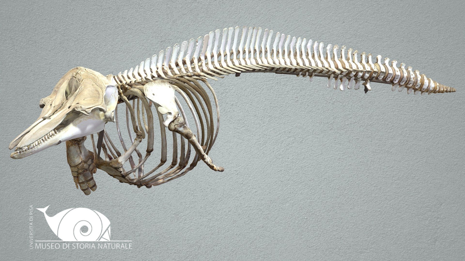 Common Bottlenose Dolphin - 3D model by Natural History Museum ...