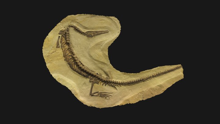 Mesosaurus 3D Model