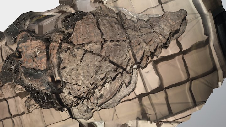 Borealopelta markmitchelli 3D Model