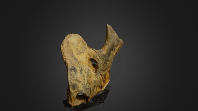Gornja celjust spiljskog lava (sk. Nikola Bonic) 3D Model