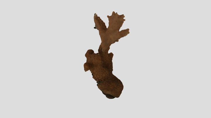 Montipora capitata coral 3D Model