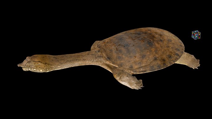 CC0 スッポン 🐢 ♀ Soft-shelled Turtle, P. sinensis