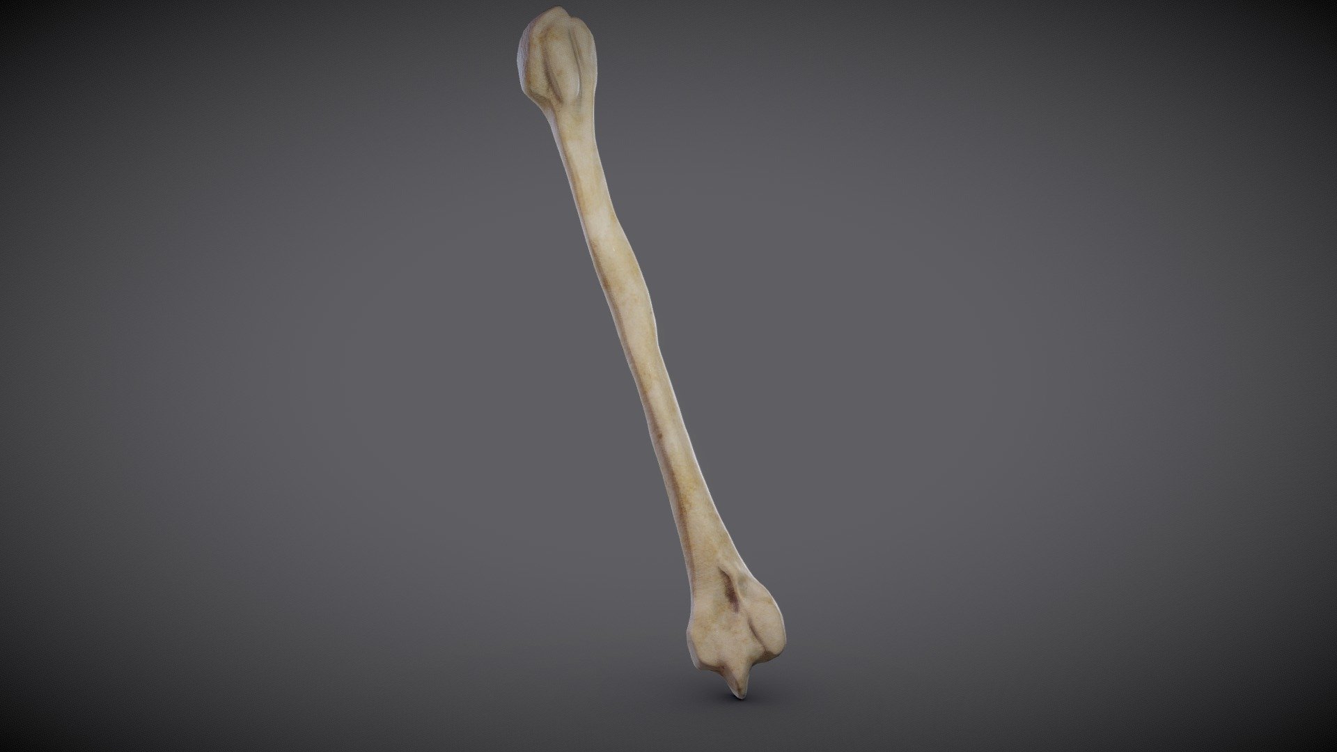 Humerus - Buy Royalty Free 3D model by Ebers [3f9f753] - Sketchfab Store